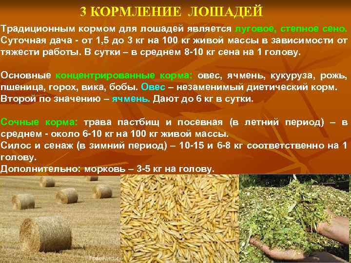 3 КОРМЛЕНИЕ ЛОШАДЕЙ Традиционным кормом для лошадей является луговое, степное сено. Суточная дача -