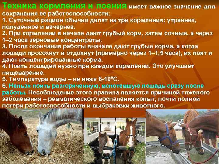 Техника кормления и поения имеет важное значение для сохранения ее работоспособности: 1. Суточный рацион