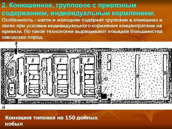2. Конюшенное, групповое с привязным содержанием, индивидуальным кормлением. Особенность - маток и молодняк содержат