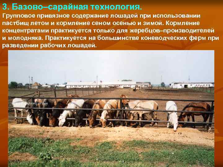 3. Базово–сарайная технология. Групповое привязное содержание лошадей при использовании пастбищ летом и кормление сеном
