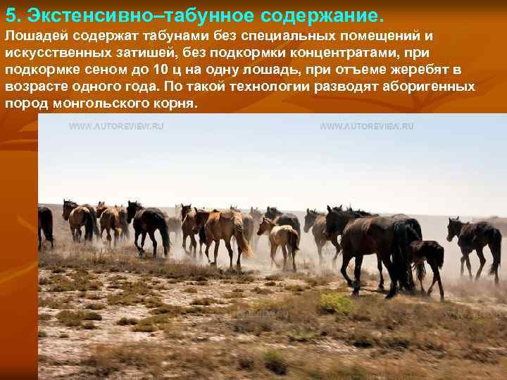 5. Экстенсивно–табунное содержание. Лошадей содержат табунами без специальных помещений и искусственных затишей, без подкормки
