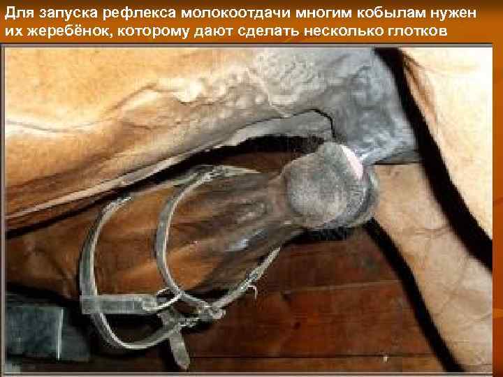 Для запуска рефлекса молокоотдачи многим кобылам нужен их жеребёнок, которому дают сделать несколько глотков