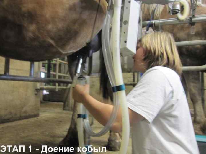 ЭТАП 1 - Доение кобыл 
