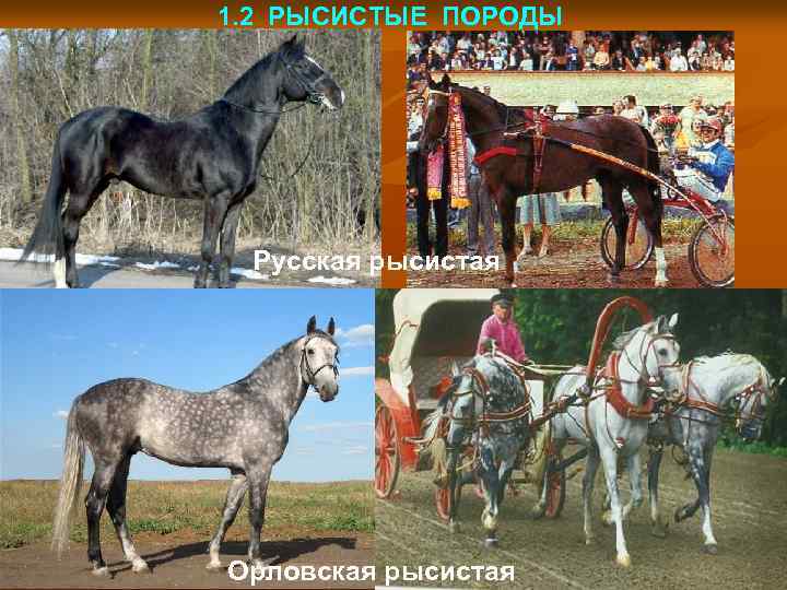 1. 2 РЫСИСТЫЕ ПОРОДЫ Русская рысистая Орловская рысистая 