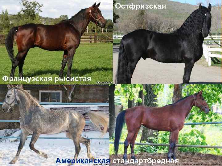 Остфризская Французская рысистая Американская стандартбредная 