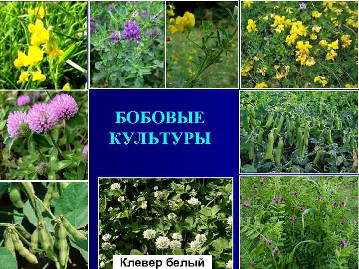 Кормовые бобовые. Кормовые культуры растений. Многолетние кормовые культуры.