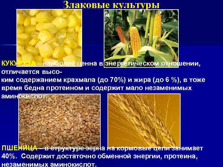 Злаковые культуры КУКУРУЗА – наиболее ценна в энергетическом отношении, отличается высоким содержанием крахмала (до