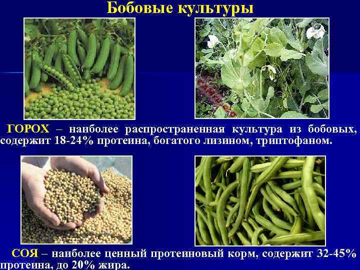 Бобовые культуры ГОРОХ – наиболее распространенная культура из бобовых, содержит 18 -24% протеина, богатого