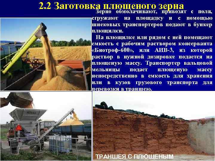 2. 2 Заготовка плющеного зерна с поля, Зерно обмолачивают, привозят сгружают на площадку и