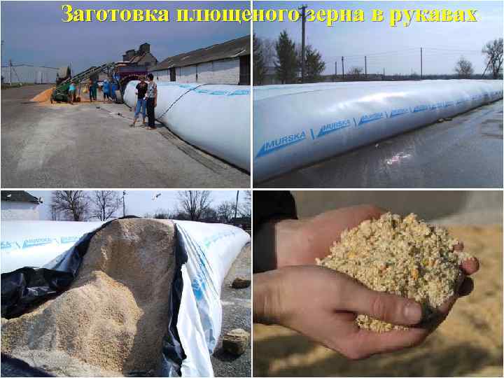 Заготовка плющеного зерна в рукавах 