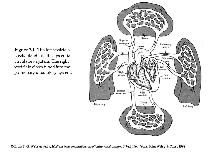 Figure 7. 1 The left ventricle ejects blood into the systemic circulatory system. The