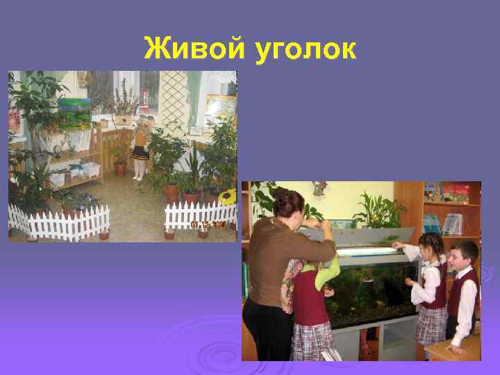 Живой уголок 