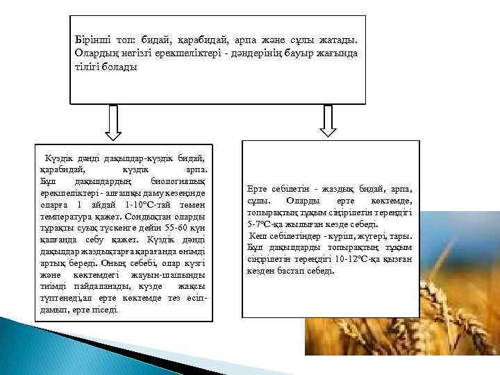 Бірінші топ: бидай, қарабидай, арпа және сұлы жатады. Олардың негізгі ерекшеліктері - дәндерінің бауыр