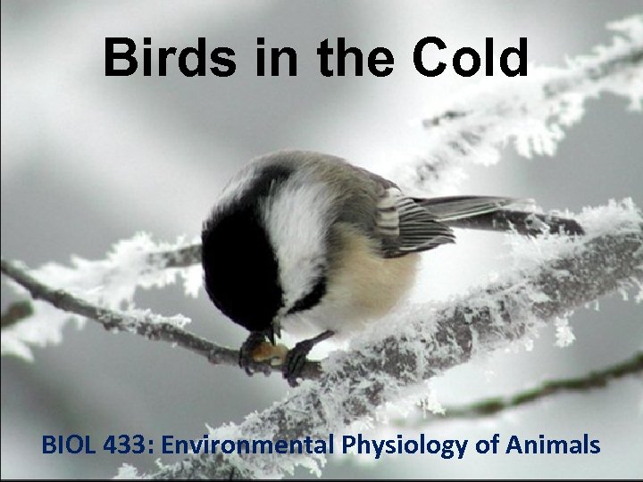 Birds in the Cold BIOL 433: Environmental Physiology of Animals 