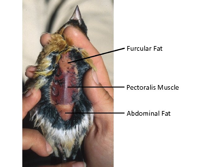 Furcular Fat Pectoralis Muscle Abdominal Fat 