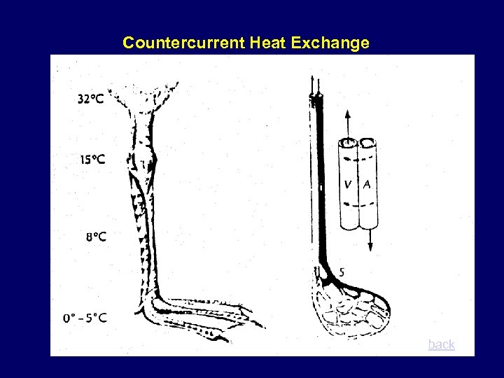 Countercurrent Heat Exchange back 