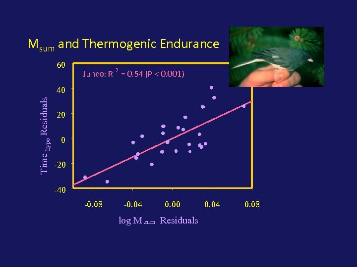 Msum and Thermogenic Endurance 60 Junco: R 2 = 0. 54 (P < 0.