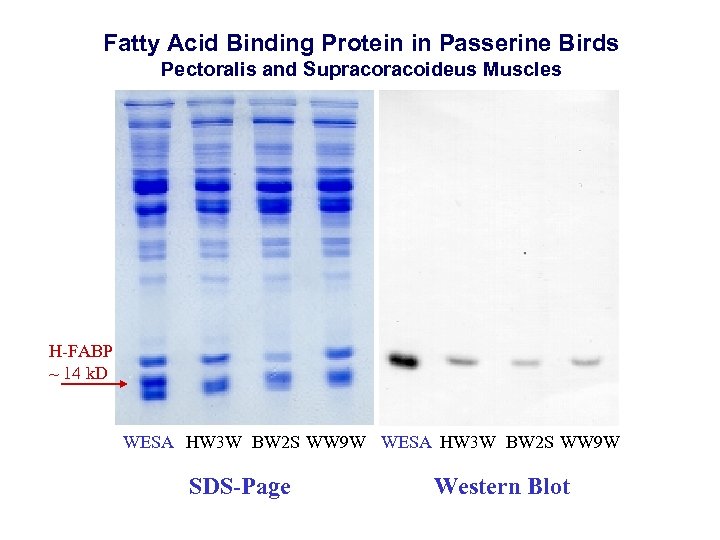 Fatty Acid Binding Protein in Passerine Birds Pectoralis and Supracoideus Muscles H-FABP ~ 14
