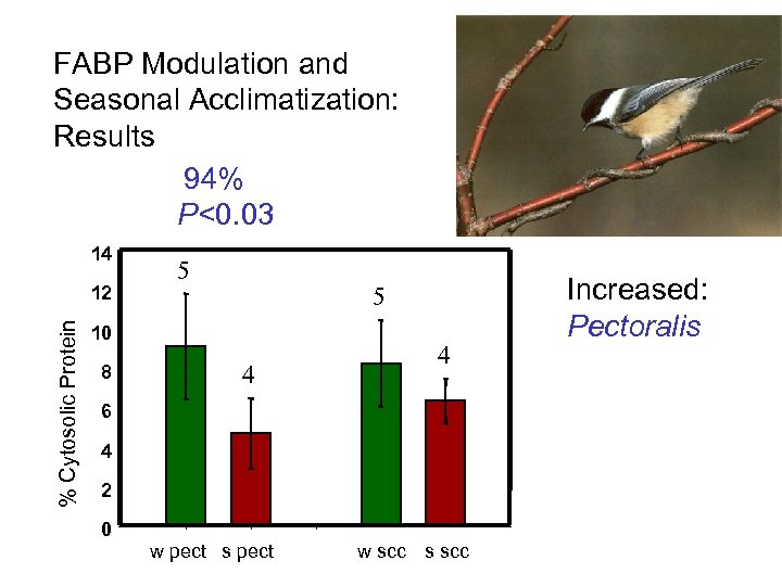 FABP Modulation and Seasonal Acclimatization: Results 94% P<0. 03 14 % Cytosolic Protein 12