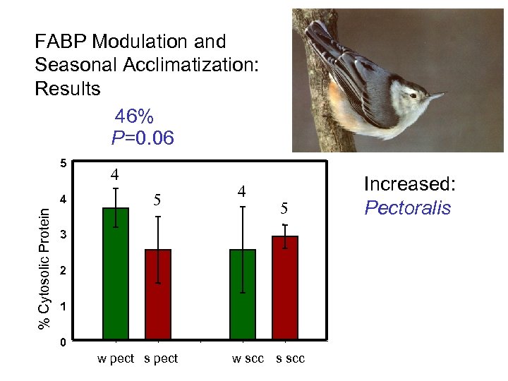 FABP Modulation and Seasonal Acclimatization: Results 46% P=0. 06 5 % Cytosolic Protein 4