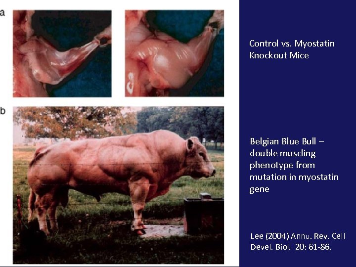 Control vs. Myostatin Knockout Mice Belgian Blue Bull – double muscling phenotype from mutation
