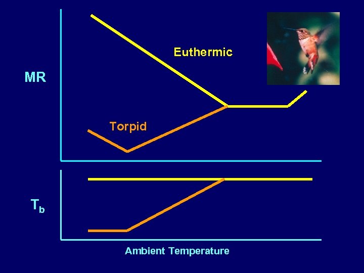 Euthermic MR Torpid Tb Ambient Temperature 