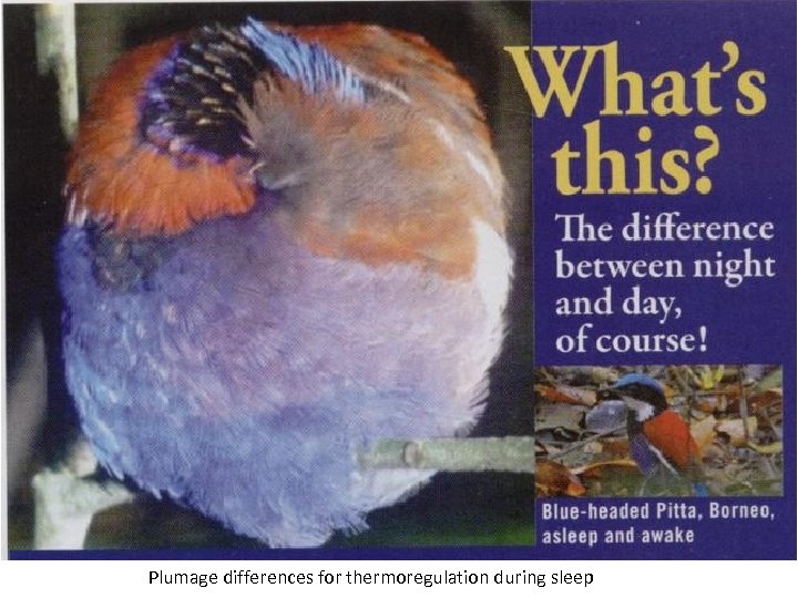 Plumage differences for thermoregulation during sleep 
