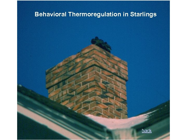 Behavioral Thermoregulation in Starlings back 