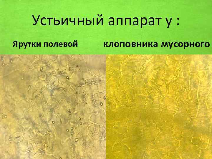 Устьичный аппарат у : Ярутки полевой клоповника мусорного 