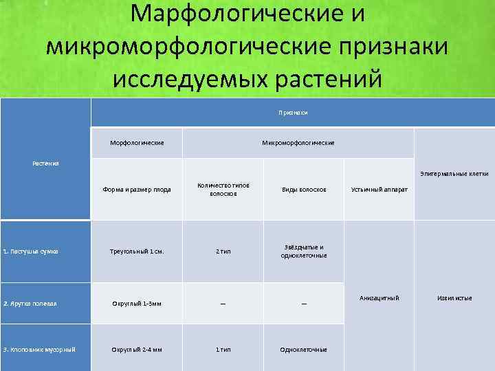 Марфологические и микроморфологические признаки исследуемых растений Признаки Морфологические Микроморфологические Растения Эпитермальные клетки Форма и