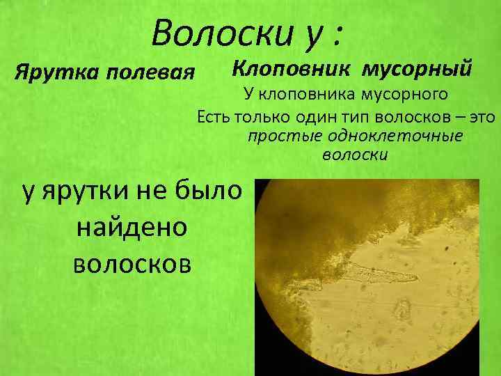 Волоски у : Ярутка полевая Клоповник мусорный У клоповника мусорного Есть только один тип