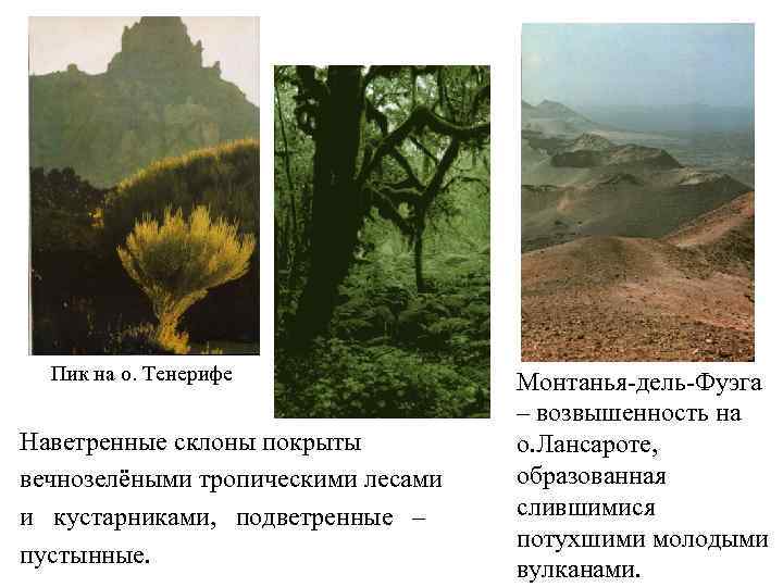 Пик на о. Тенерифе Наветренные склоны покрыты вечнозелёными тропическими лесами и кустарниками, подветренные –