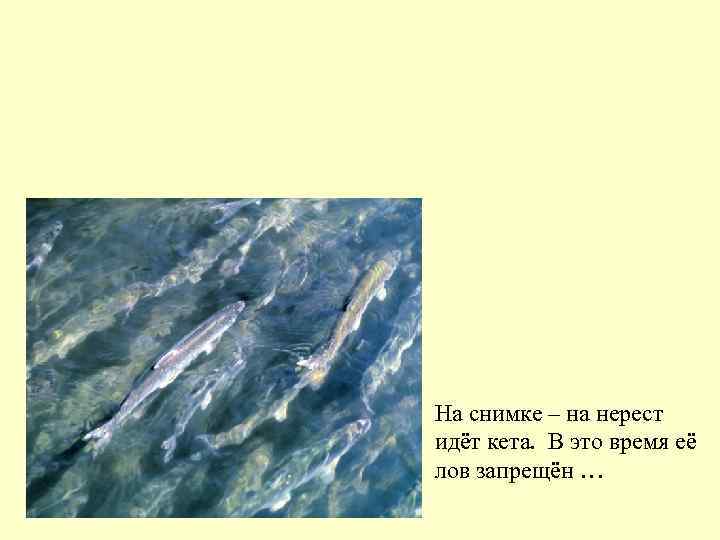 На снимке – на нерест идёт кета. В это время её лов запрещён …