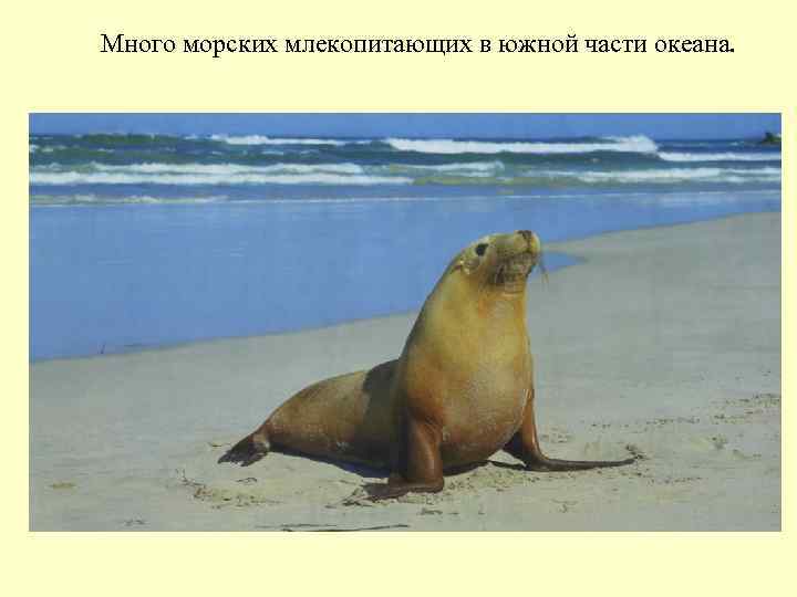 Много морских млекопитающих в южной части океана. 