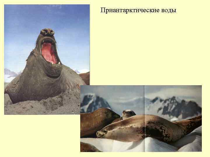 Приантарктические воды 