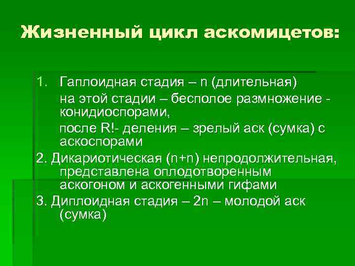 Жизненный цикл аскомицетов: 1. Гаплоидная стадия – n (длительная) на этой стадии – бесполое