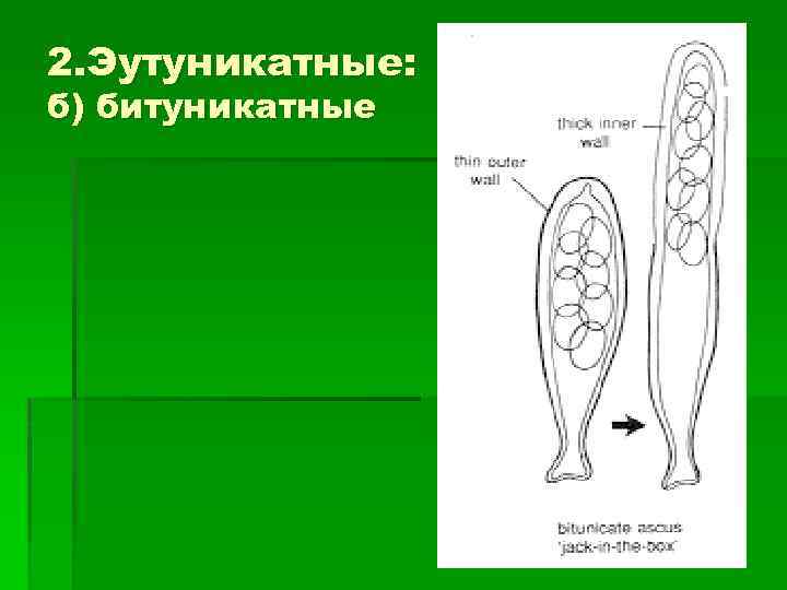 2. Эутуникатные: б) битуникатные 