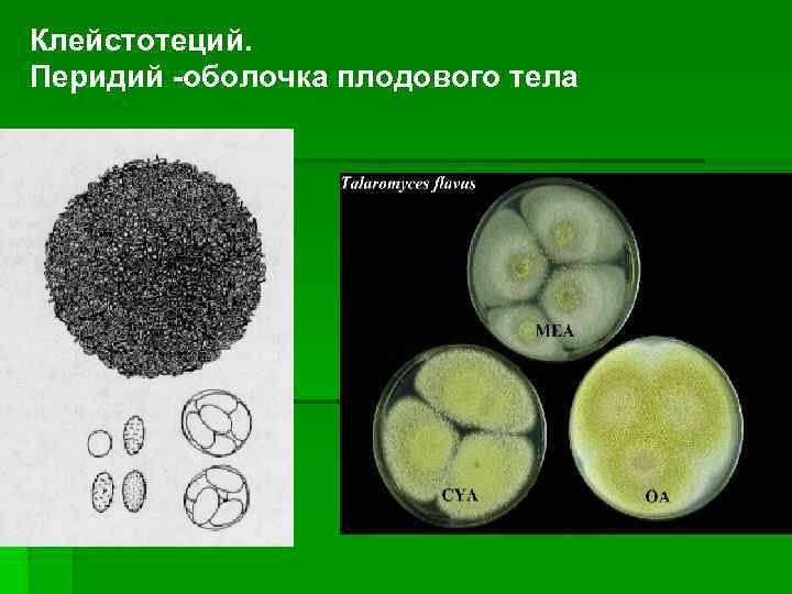 Клейстотеций. Перидий -оболочка плодового тела 