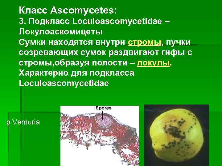 Класс Ascomycetes: 3. Подкласс Loculoascomycetidae – Локулоаскомицеты Сумки находятся внутри стромы, пучки созревающих сумок