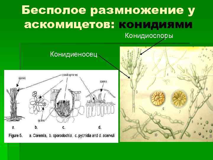 Цикл развития аскомицетов рисунок