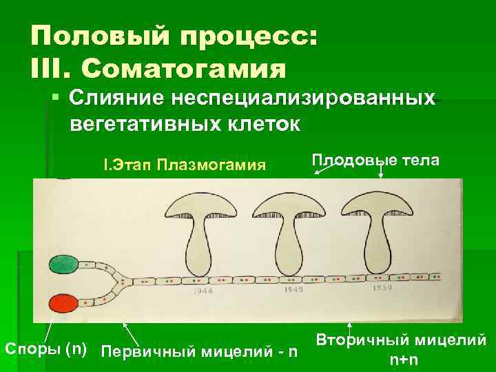 Половый процесс: III. Соматогамия § Слияние неспециализированных вегетативных клеток I. Этап Плазмогамия Споры (n)