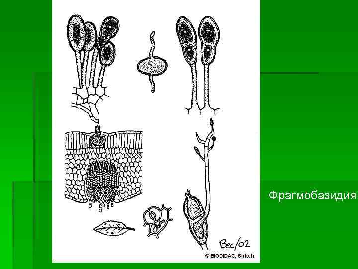 Сумчатые грибы красные водоросли зеленые водоросли мхи. Фрагмобазидии. Фрагмобазидия холобазидия. Многоклеточные базидии. Строение базидии.