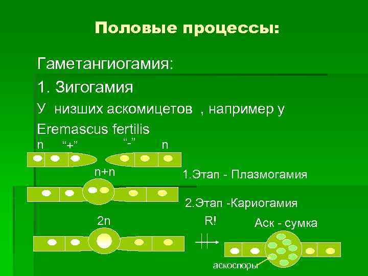 Половые процессы: Гаметангиогамия: 1. Зигогамия У низших аскомицетов , например у Eremascus fertilis n