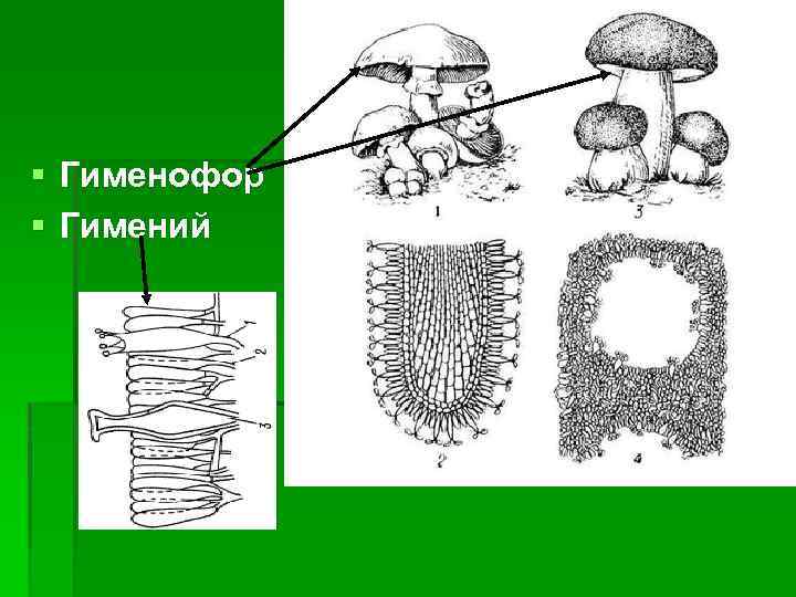 Имеет трубчатое строение