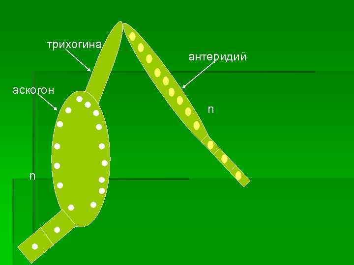 трихогина антеридий аскогон n n 