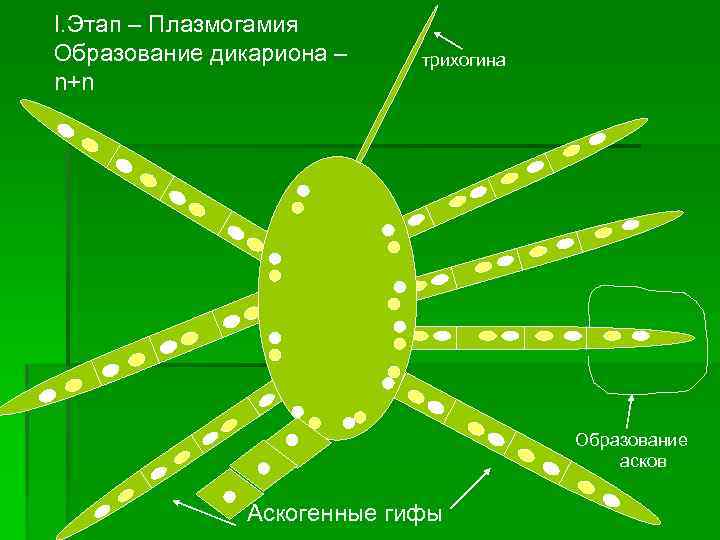 I. Этап – Плазмогамия Образование дикариона – n+n трихогина Образование асков Аскогенные гифы 