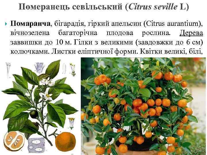 Померанець севільський (Citrus seville L) Помаранча, бігарадія, гіркий апельсин (Citrus aurantium), вічнозелена багаторічна плодова