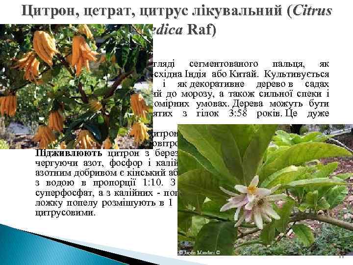 Цитрон, цетрат, цитрус лікувальний (Citrus medica Raf) Ароматний плід у вигляді сегментованого пальця, як