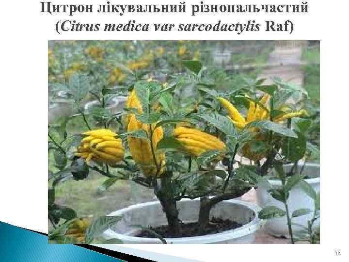 Цитрон лікувальний різнопальчастий (Citrus medica var sarcodactylis Raf) 12 