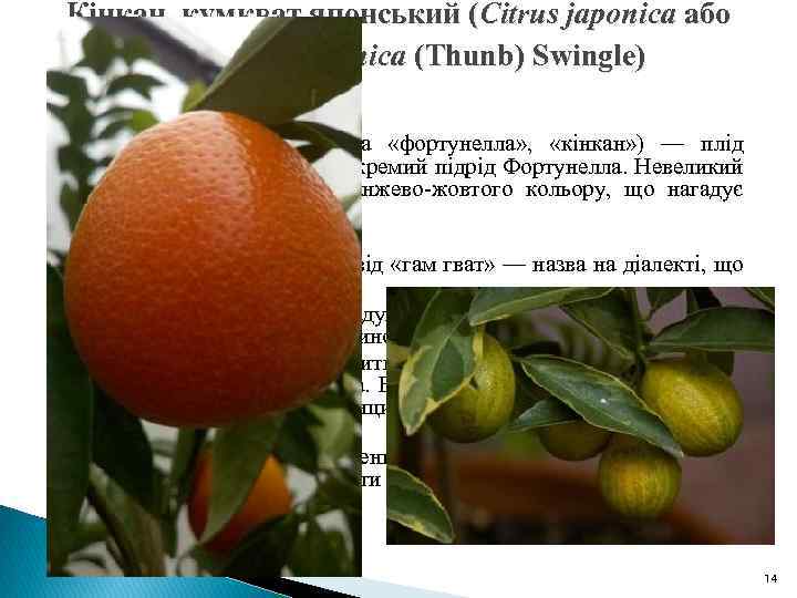 Кінкан, кумкват японський (Citrus japonica або Fortunella japonica (Thunb) Swingle) Кумкват (старовинна назва «фортунелла»